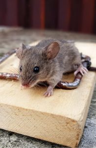 Best Mouse Traps, Blog