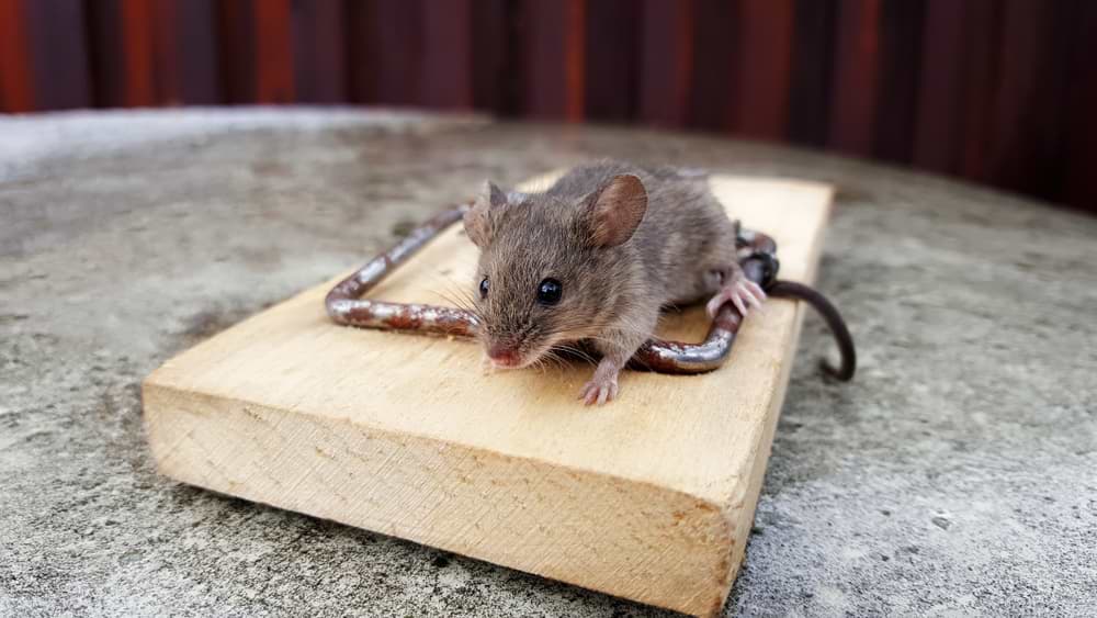 How to solve and prevent mice in your home