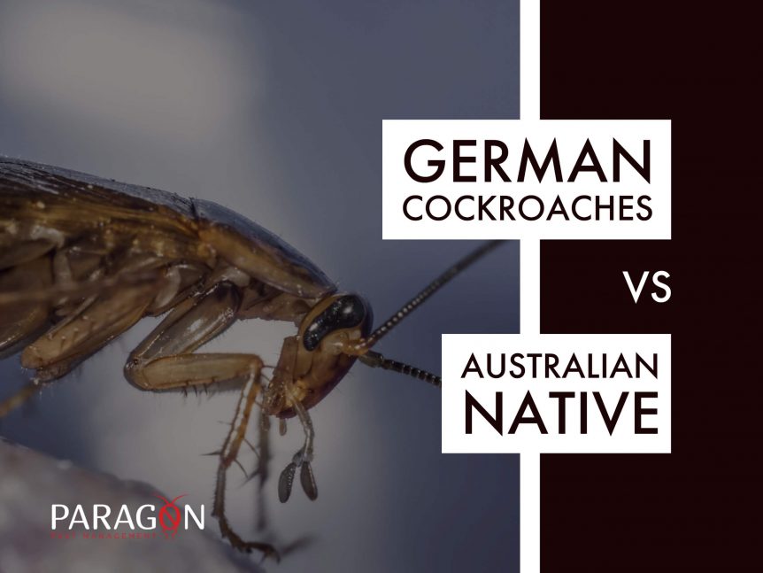 Cockroaches German Vs Australian Native Cockroaches